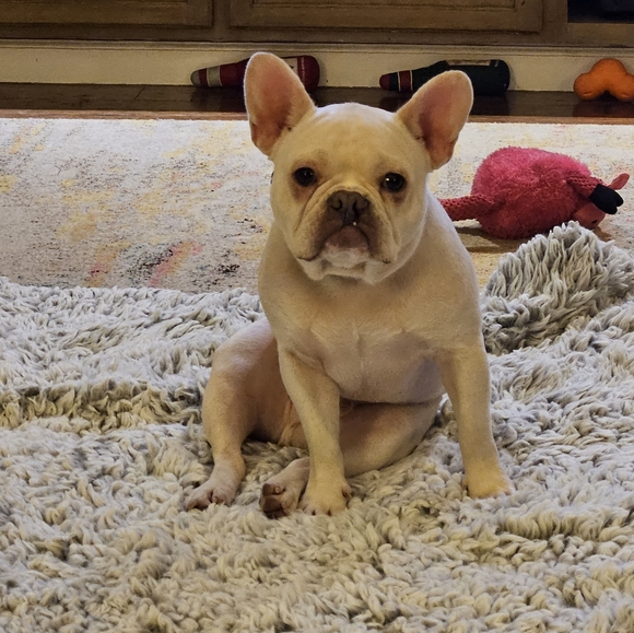 Meet your Posher, Julie - Picture 6 of 7